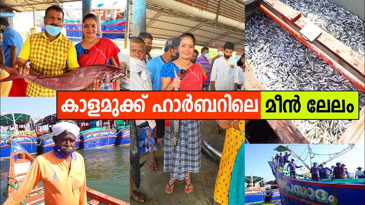 കുറഞ്ഞ തുകയ്ക്ക് മീൻ കിട്ടും ! വൈപ്പിൻ കാളമുക്ക് ഹാർബറിലെ മീൻ ലേലം | Vypin Harbour