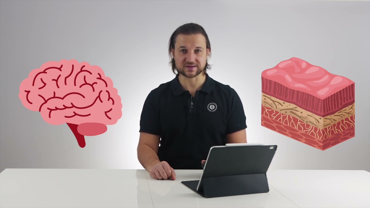 Dlaczego b&oacute;l nie mija? Mechanistyczna teoria b&oacute;lu (Biologia B&oacute;lu #1)