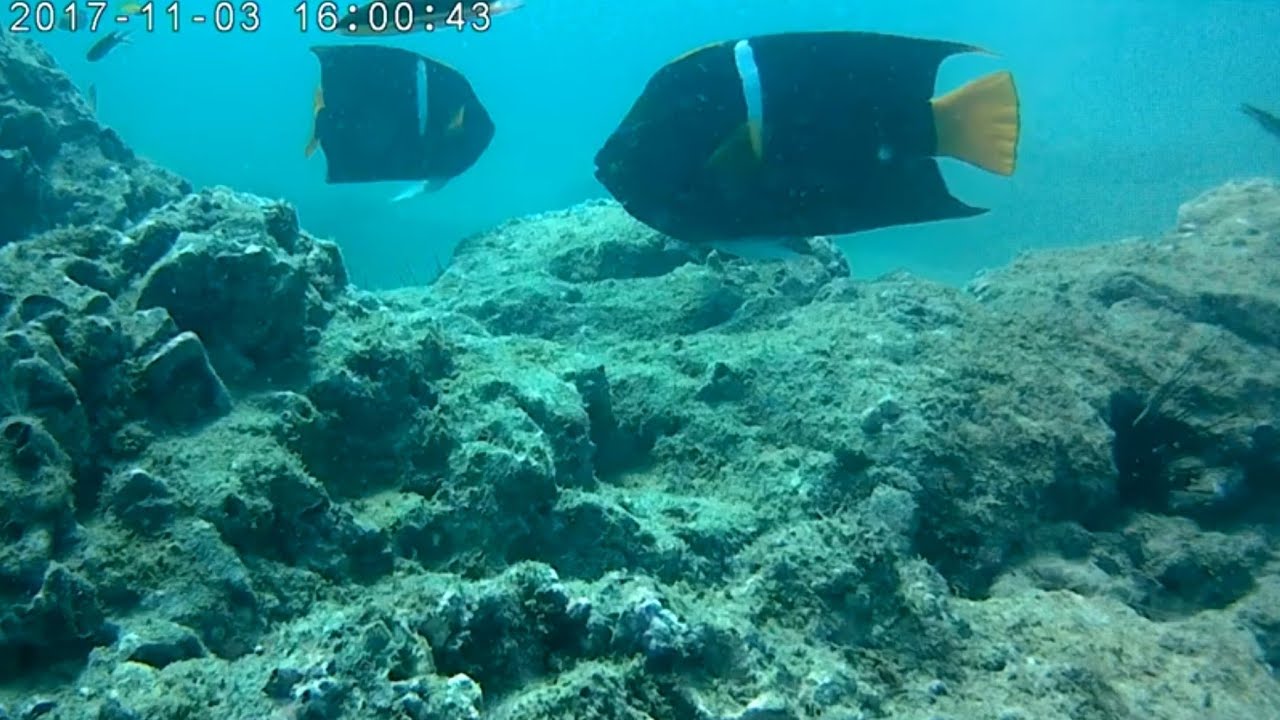 &Aacute;ngel Reina (Holacanthus passer) y estrella de mar (Phataria unifascialis), P Hermosa, Guana, C. R.