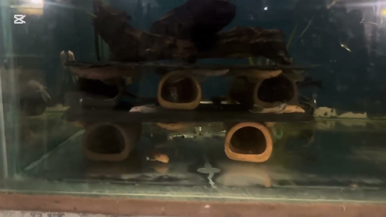 Odpowiadam na wasze pytania - zbrojnik (Glonojad) Ancistrus 😜