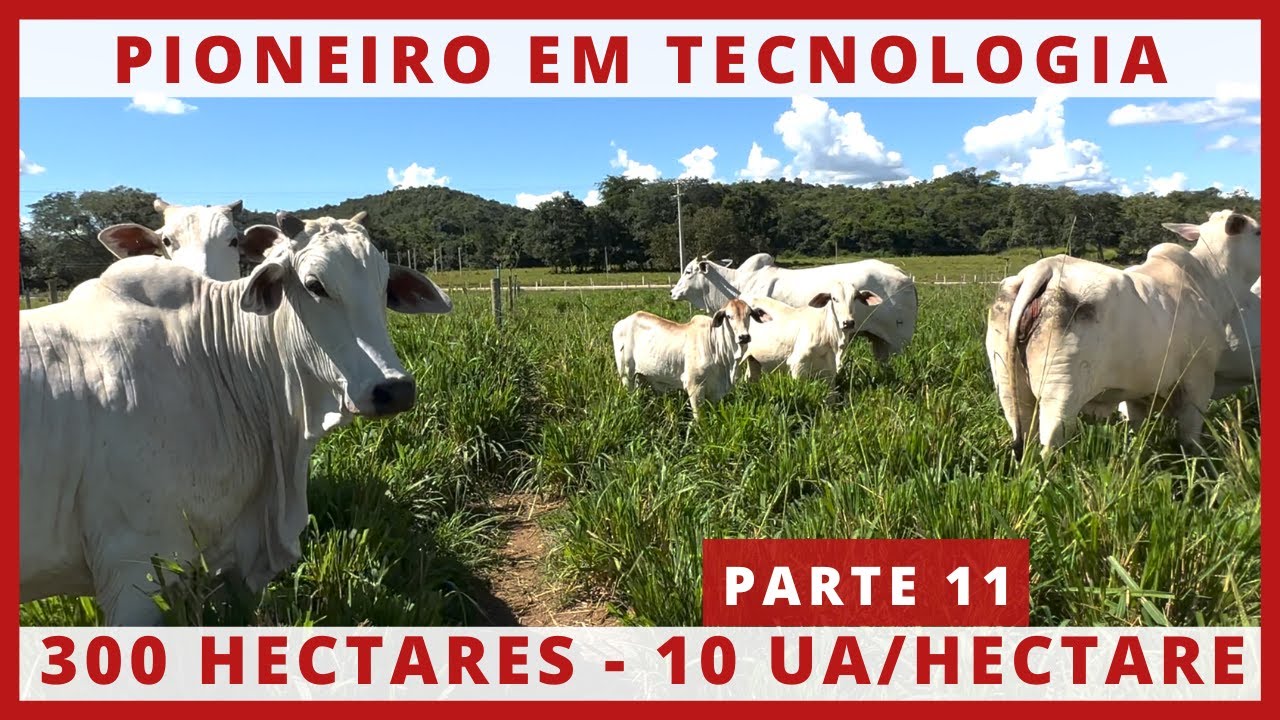 O MAIOR PROJETO DE ROTACIONADO, ADUBADO E IRRIGADO DO BRASIL - GRUPO MONTE SIÃO #11