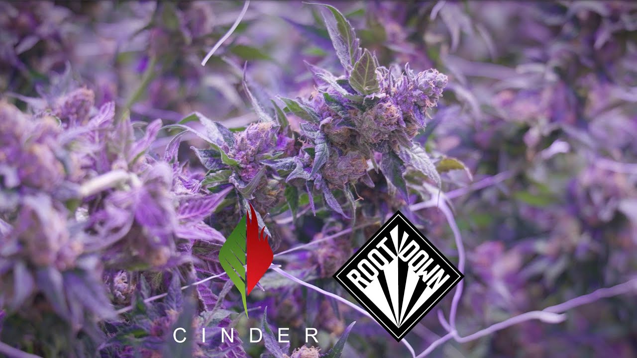 Root Down 2022 Disclaimer | Cinder