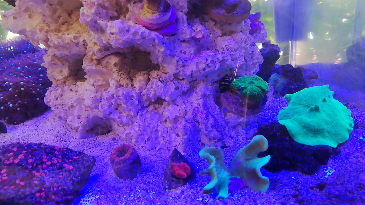 Newa More 50R marine tank set up for Orange and Black Storm Clown fish.