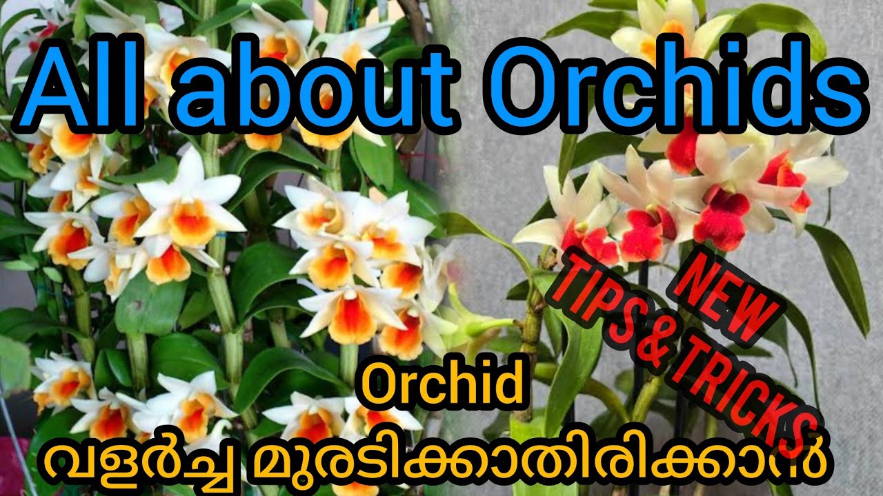 ഈ തെറ്റ് നിങ്ങൾ തിരിച്ചറിയുക! | All about orchids | ഓർക്കിഡുകൾ നിറയെ പൂക്കുവാൻ