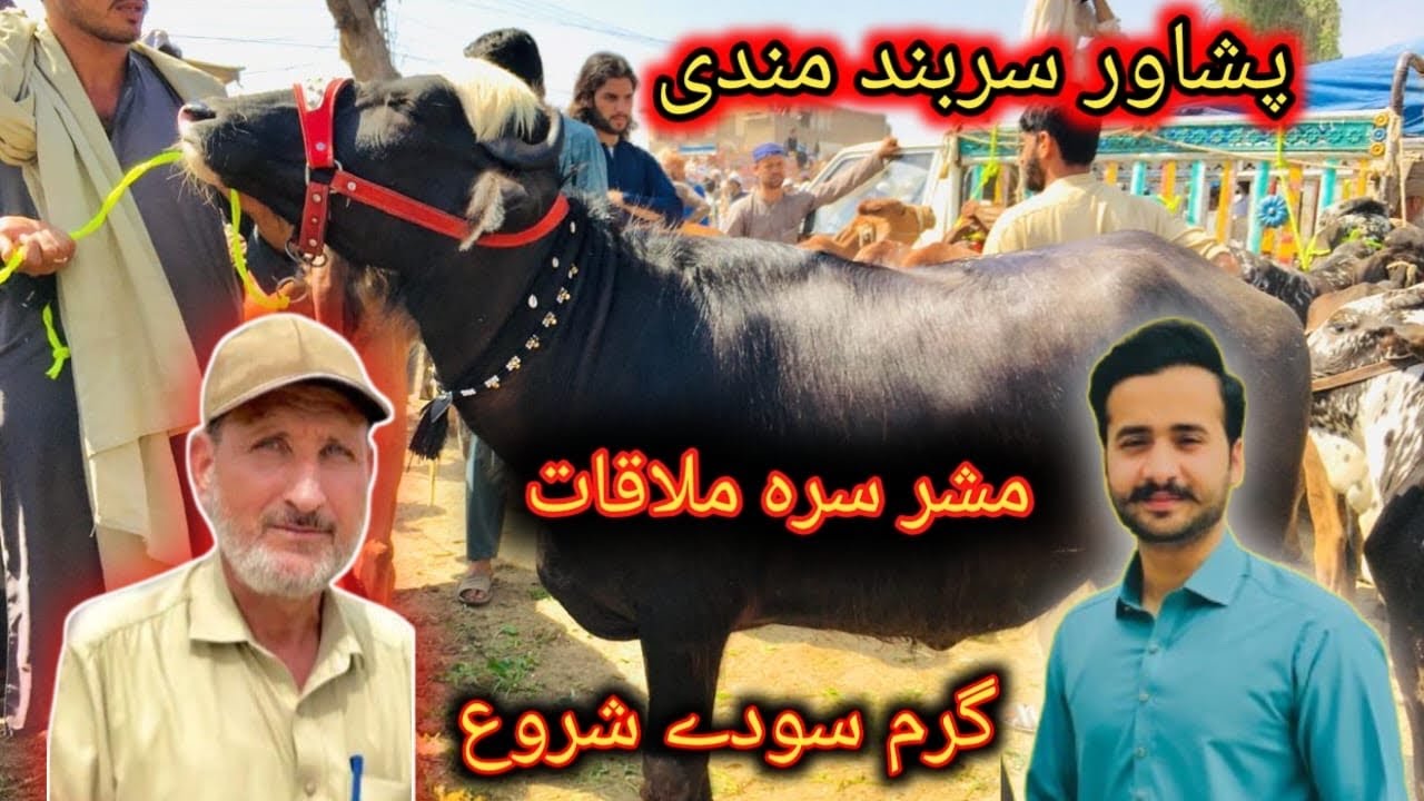 Peshawar Sarband Mandi Prices Updates 8 May 2024 Maweshi Mandi Meet With Khyber social Tv cow mandi