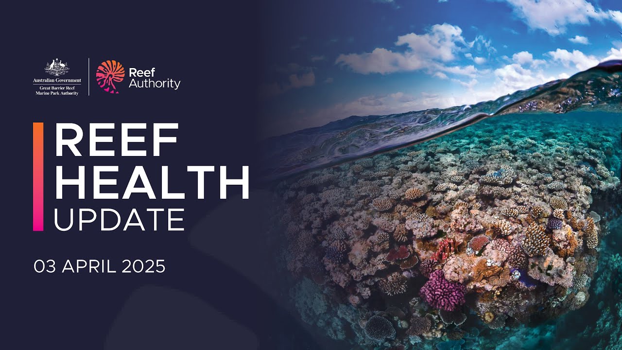 Reef Health update | 03 April 2025 | Great Barrier Reef