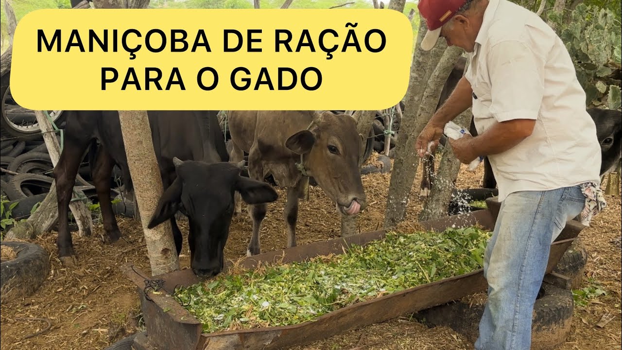 Colocando mani&ccedil;oba para o gado