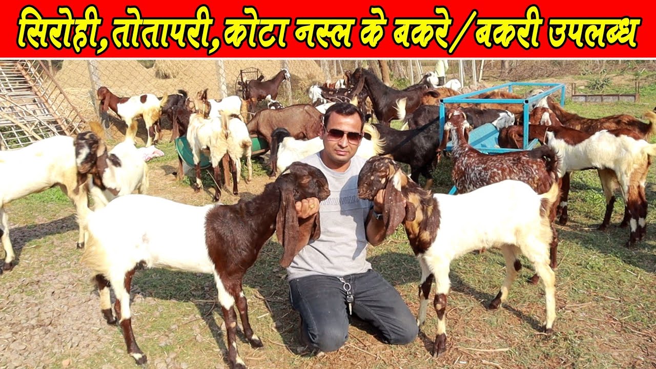 Verma Goat Farm।सिरोही, तोतापरी, कोटा के बकरे/ बकरी उपलब्ध।। Sirohi, Totapari, kota Bakri available