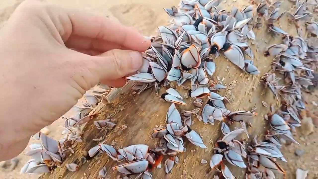 Satisfying ASMR Barnacles Removal – ASMR Cleaning No Talking (P9)