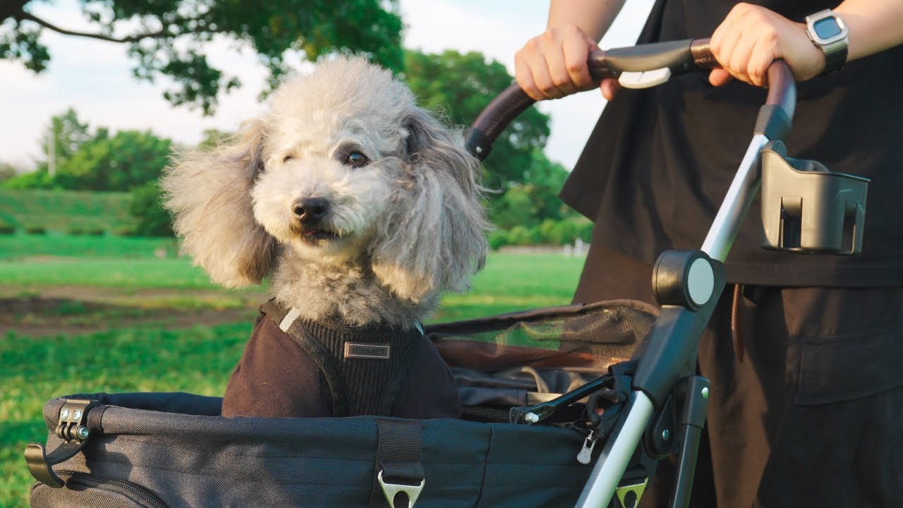 🐶生まれてはじめてバギーに乗った犬のリアクションが可愛すぎた【トイプードル】