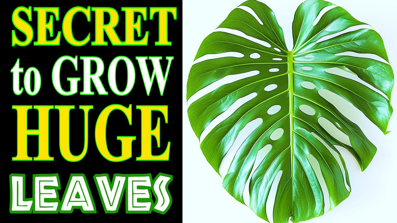 Grow HUGE Monstera Plant Leaves FAST With THIS SECRET | Best EASY Method to get Fenestrations