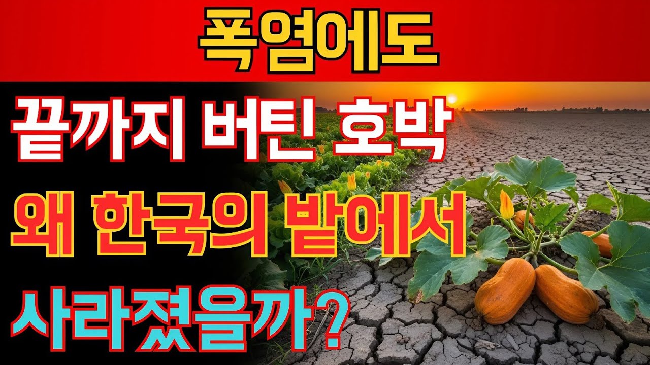 가뭄에도 살아남는 전통 호박, 왜 한국 농부들은 더 이상 심지 않을까?