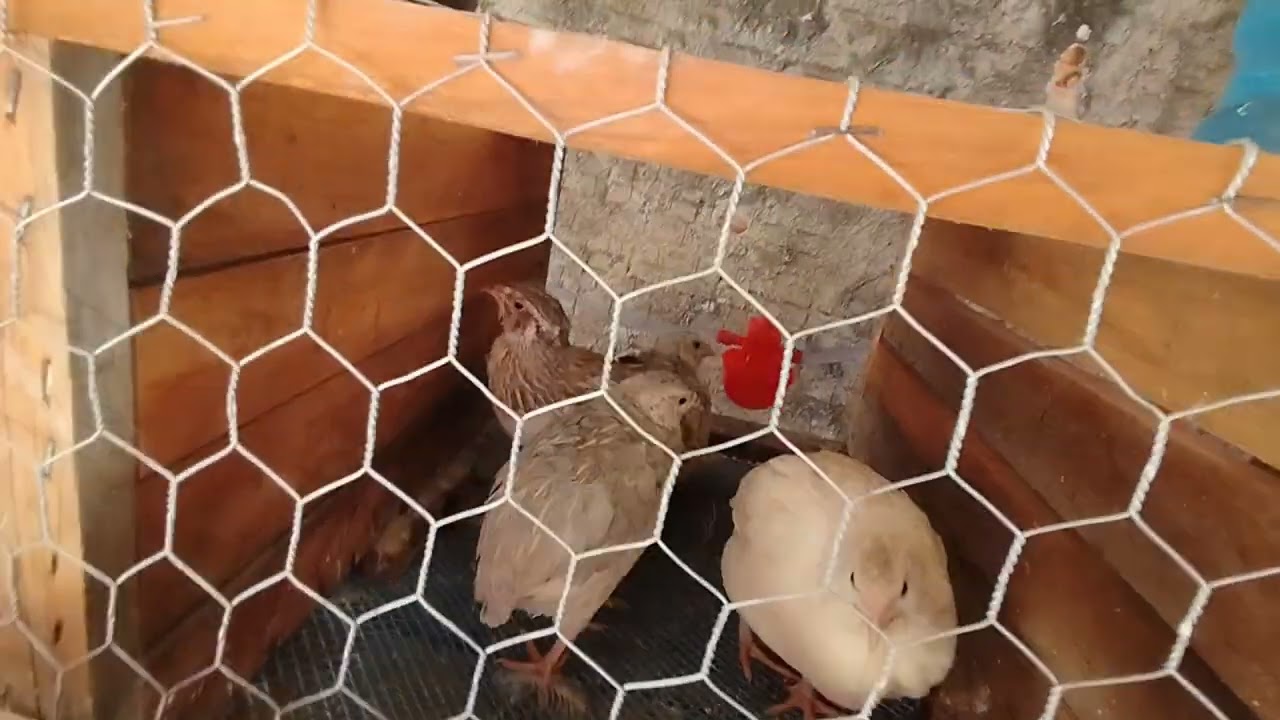 Minha criação de Codorna Gigante atualização 