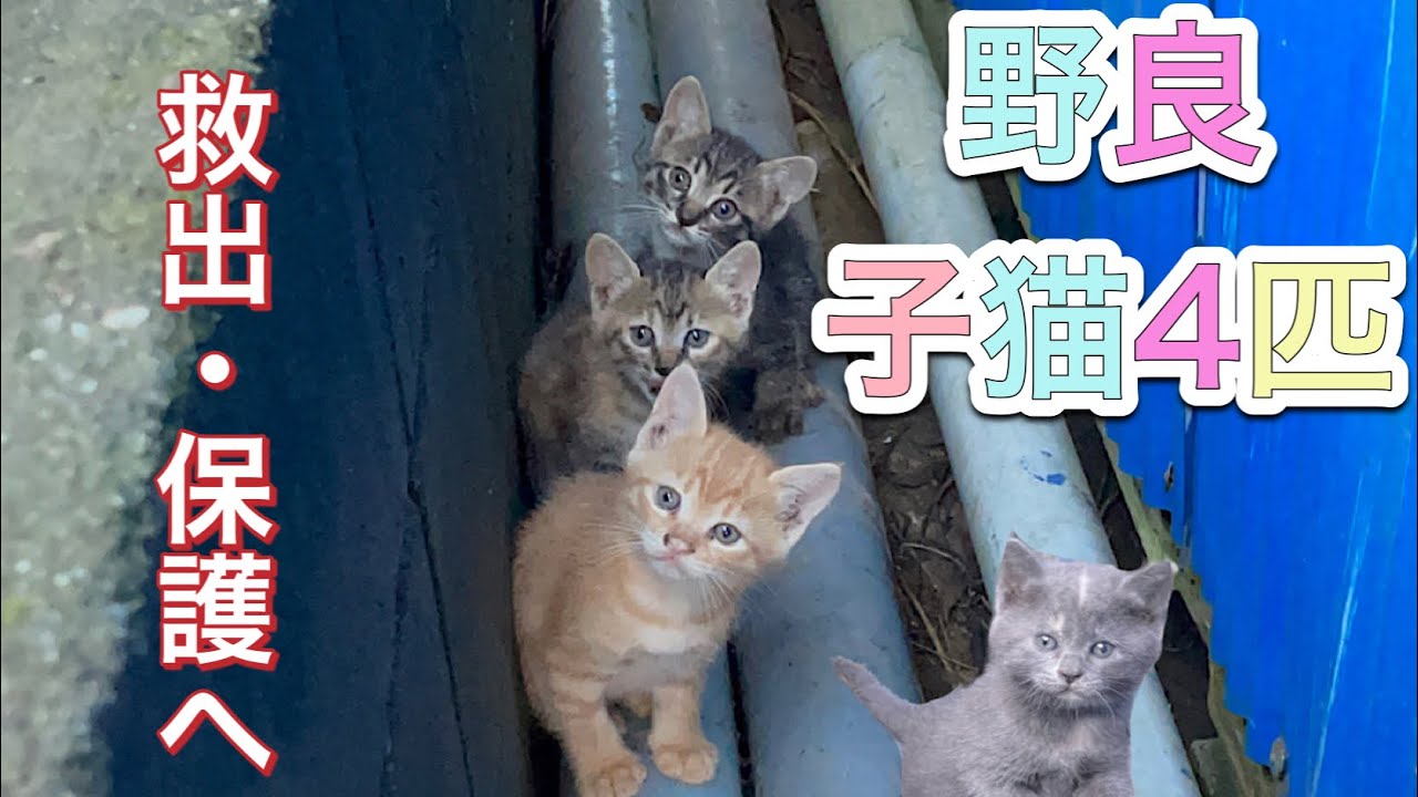庭で産まれた子猫4匹。救出・保護へ