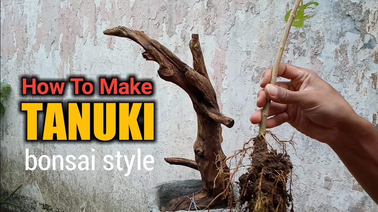 Proses Awal Membuat Bonsai Tanuki Dengan Mudah