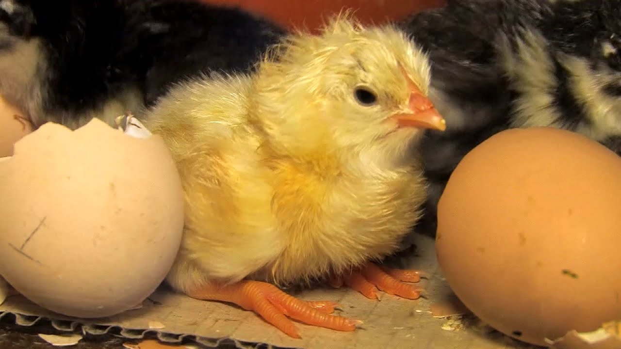Komm aufs Land: Wie aus Eiern kleine K&uuml;ken werden
