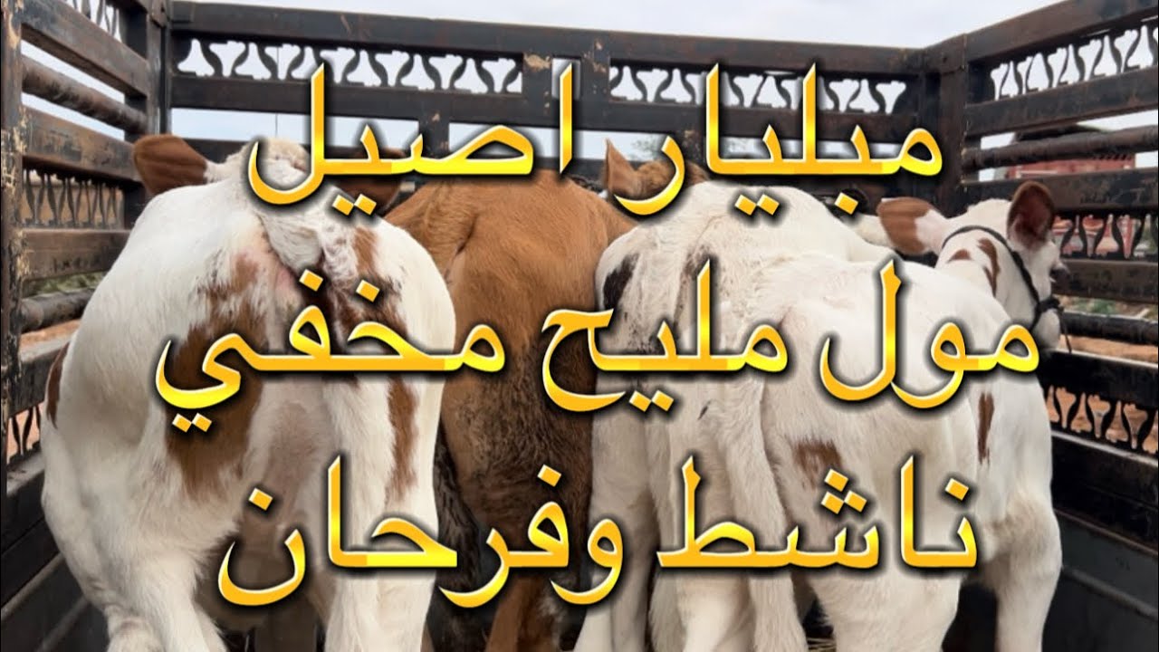 من قلب حد سوالم 20/7/2025 مبليار اصيل كساب صلاح فاز بعجلات من وسط حريفية  من كساب مباشرة  
