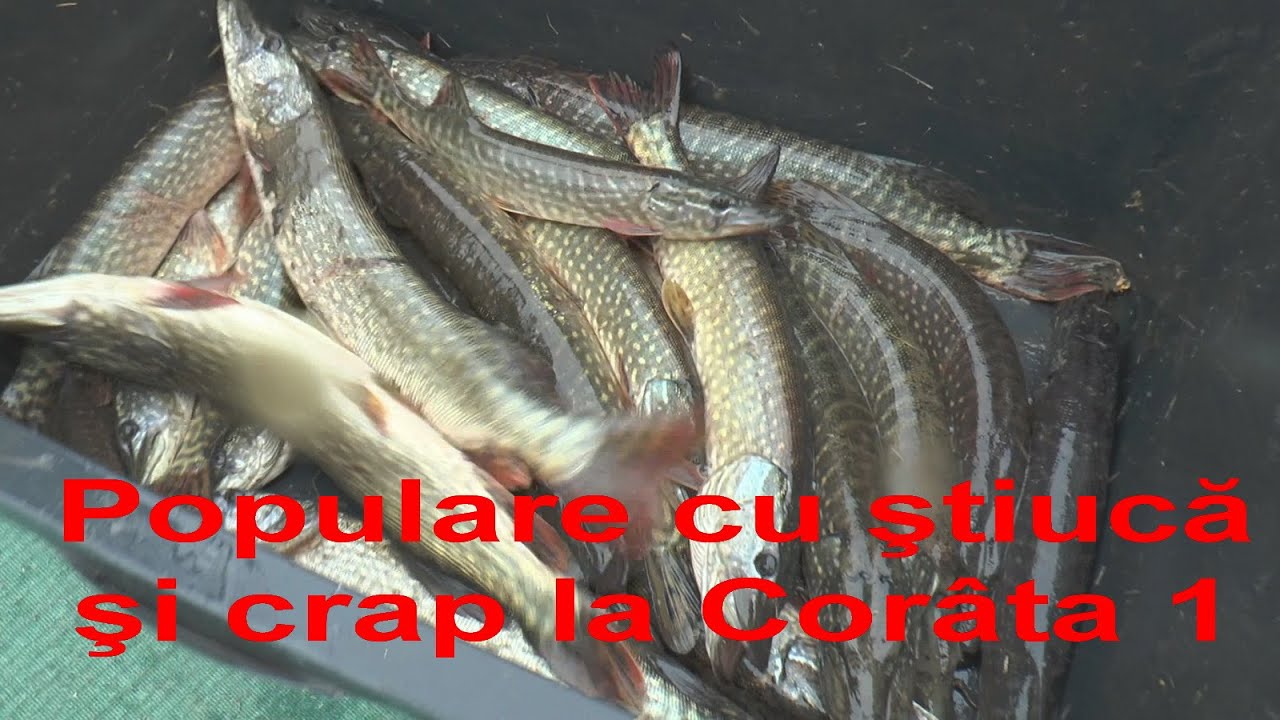 Populare cu știucă și crap la balta Cor&acirc;ta 1