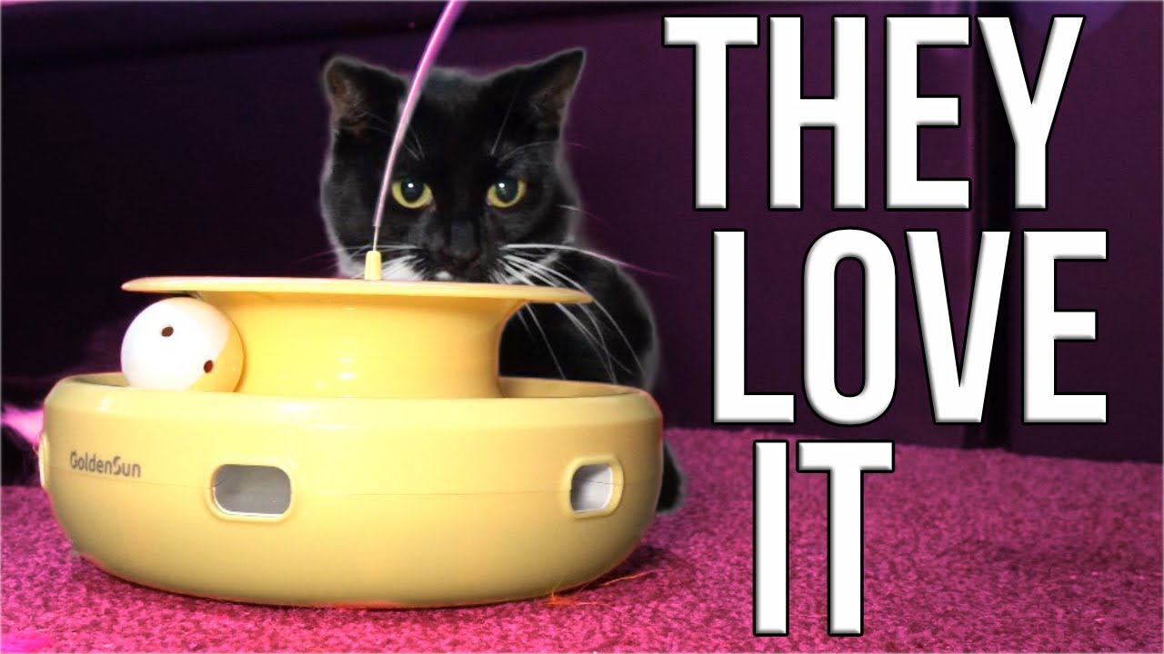 They Won't Stop Playing With This | Golden Sun / ORSDA 3 in 1 Cat Toy
