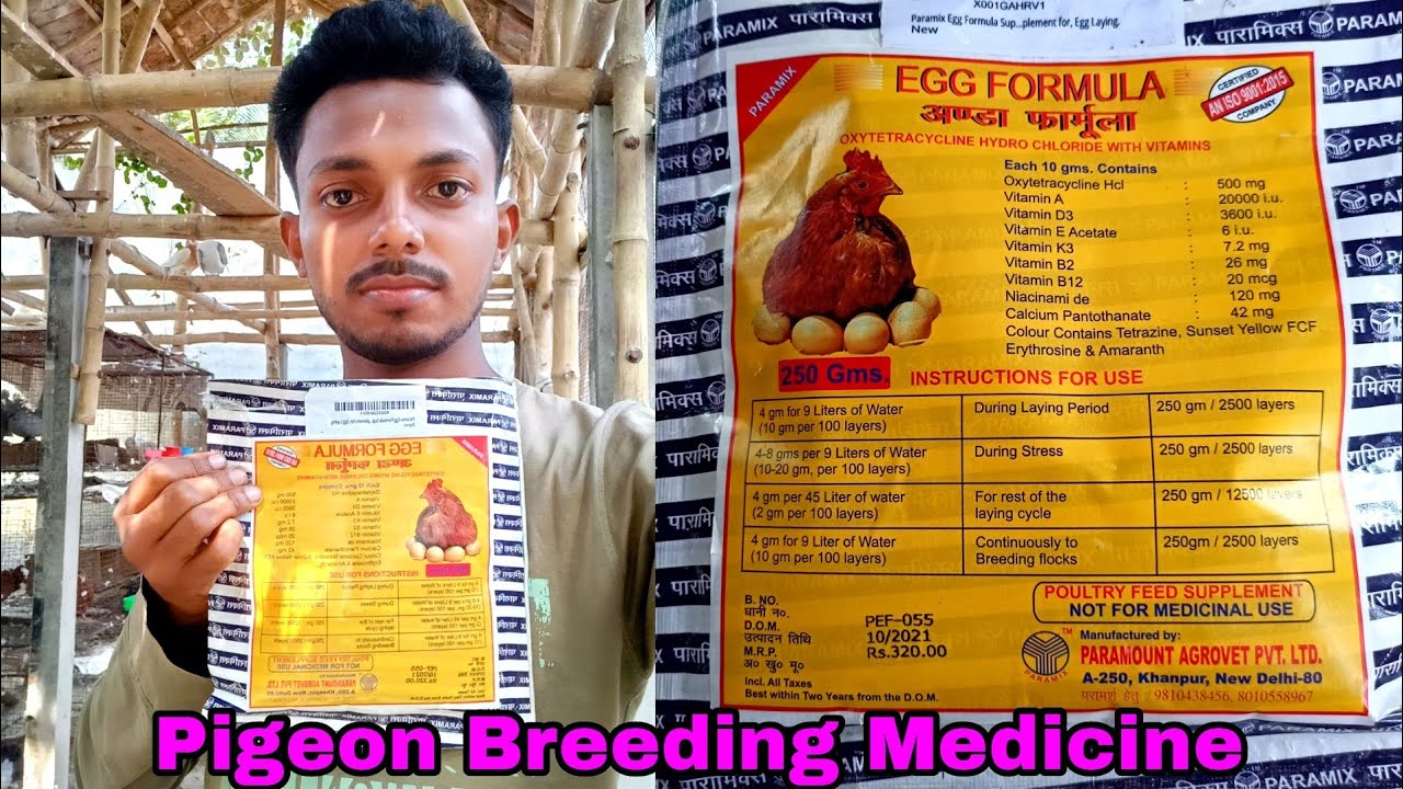 pigeon breeding tips and medicine / Egg formula for pigeon