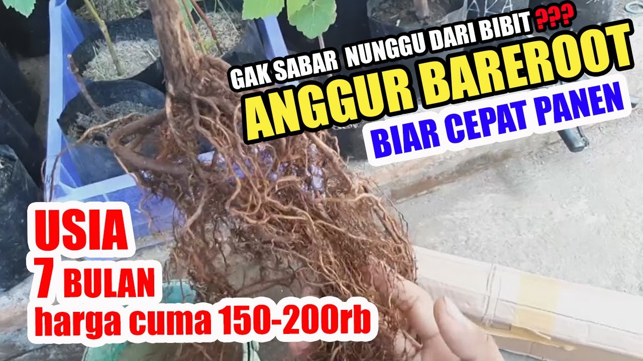 BIBIT ANGGUR BAREROOT AKAR GONDRONG | CARA TANAM ANGGUR BAREROOT