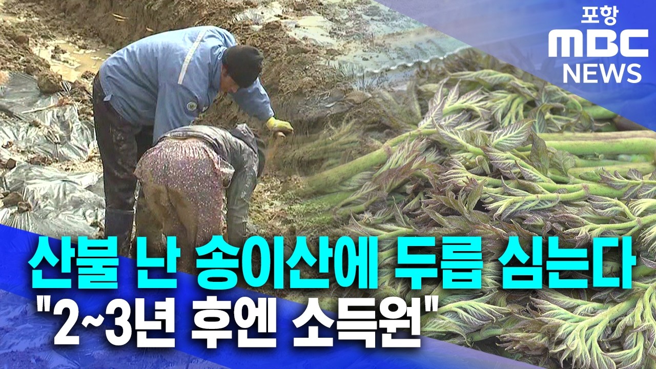 산불 난 송이산에 두릅 심는다..