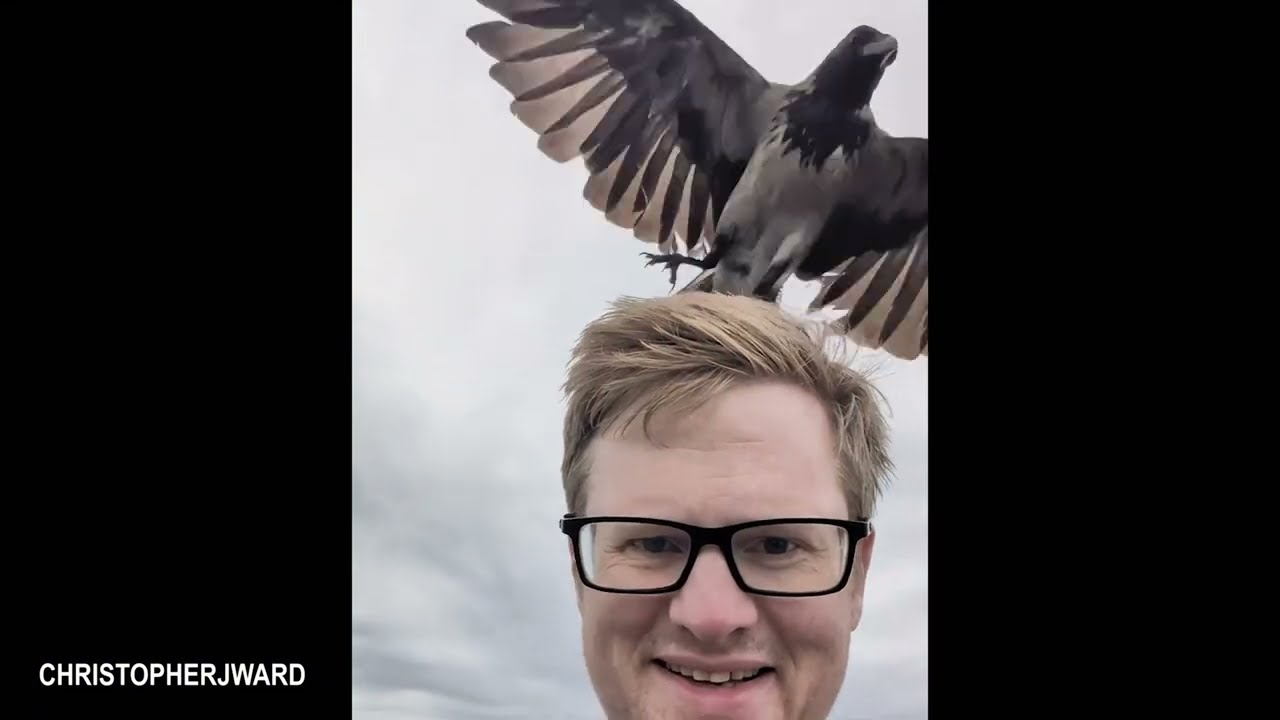 Smart CROWS Being Absolutely Hilarious! 🐦‍⬛🤣 Top Funny Crow Videos