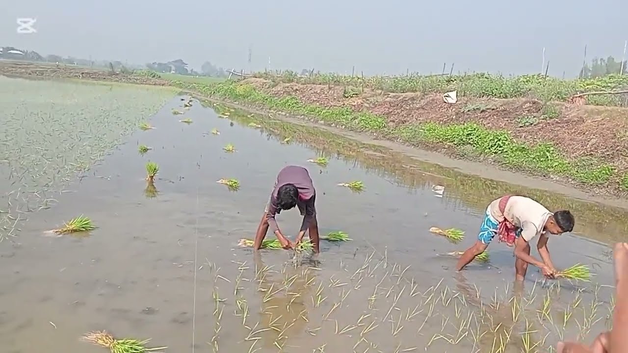 আলহামদুলিল্লাহ আজকে সম্পুর্ন জমি রোপন করা শেষ হলো।