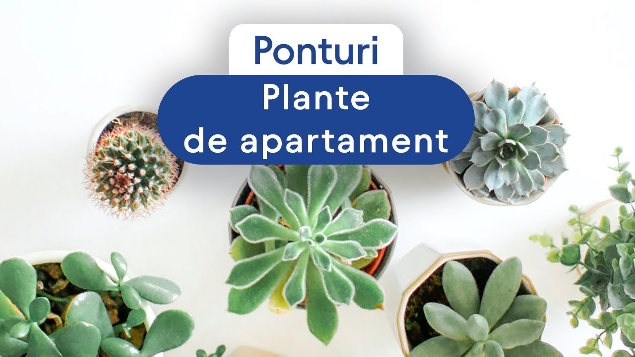 Ponturi - plante de apartament | BIANO + mini_plante