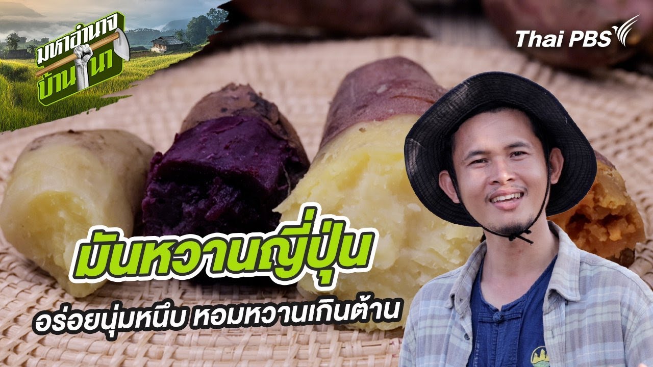 มันหวานญี่ปุ่น อร่อยนุ่มหนึบ หอมหวานเกินต้าน | มหาอำนาจบ้านนา