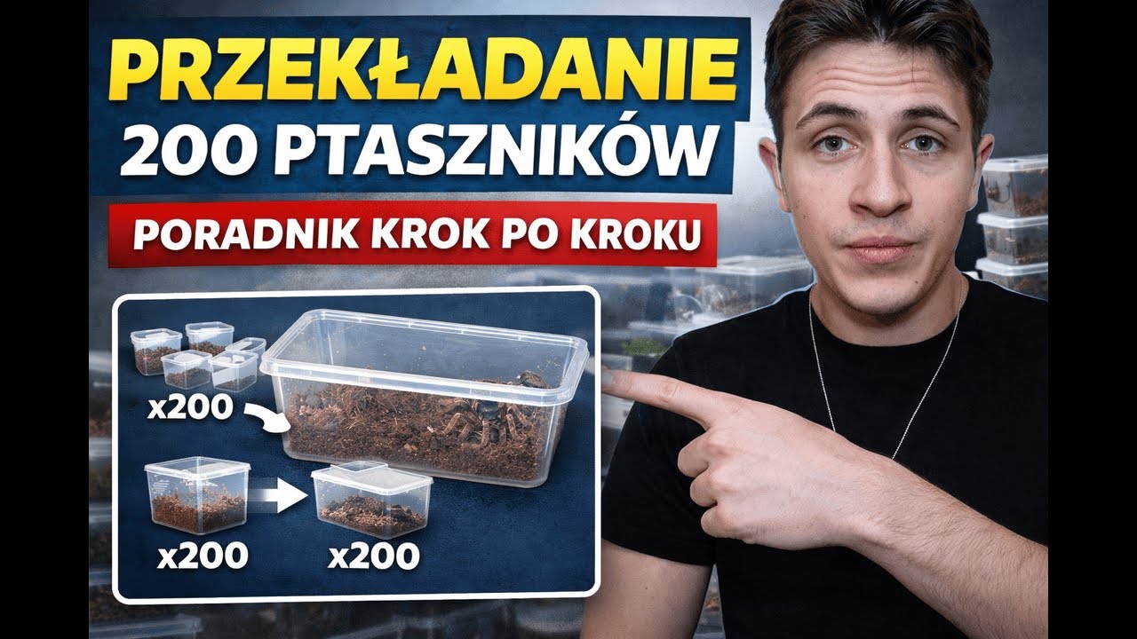 PRZEKŁADANIE PTASZNIKÓW - Jak to robić SZYBKO? Praca na hodowli ARACHNOHOBBIA!