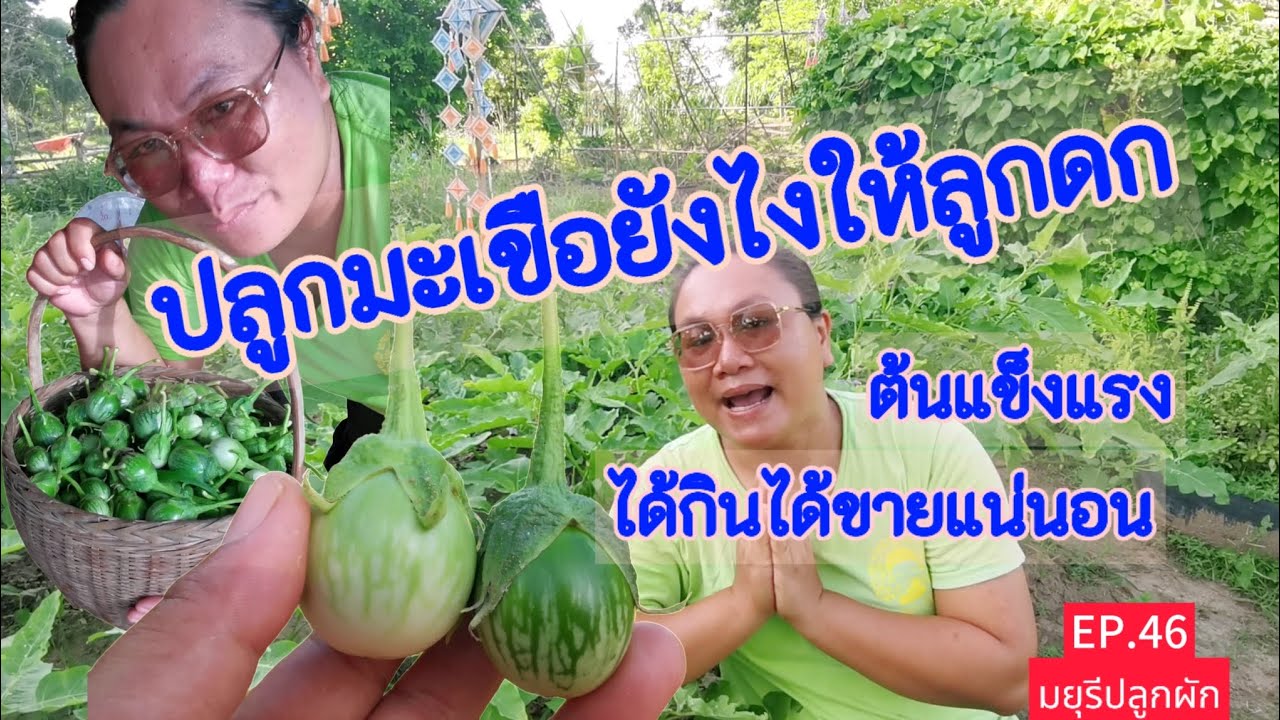 [EP.46]​ ปลูกมะเขือให้ต้นแข็งแรง ลูกดก ไม่เป็นโรค ได้กินได้ขาย | มยุรีปลูกผัก
