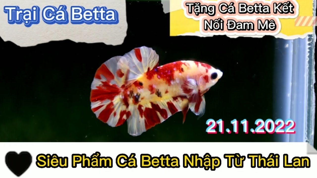 Trại Cá Betta Koi Trung Le Lên Cá Mới 21.11.2022 | Betta Fish