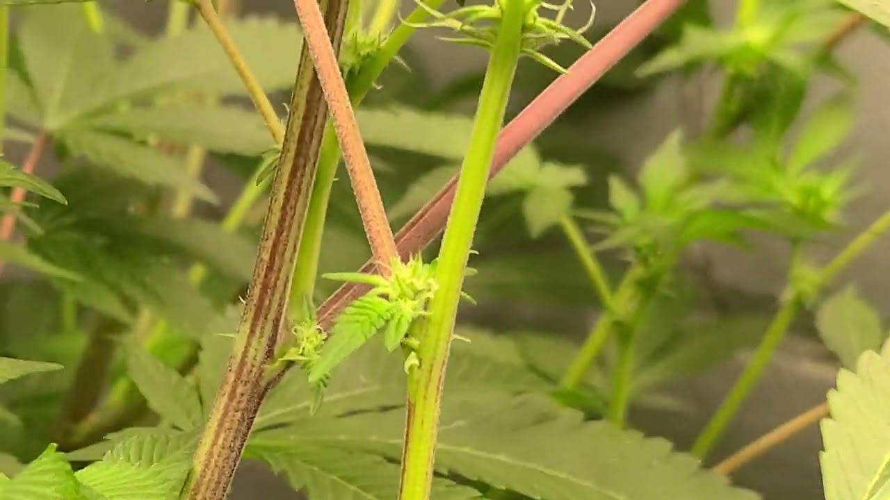 yet another forum cookies x og badazz gone hermie...