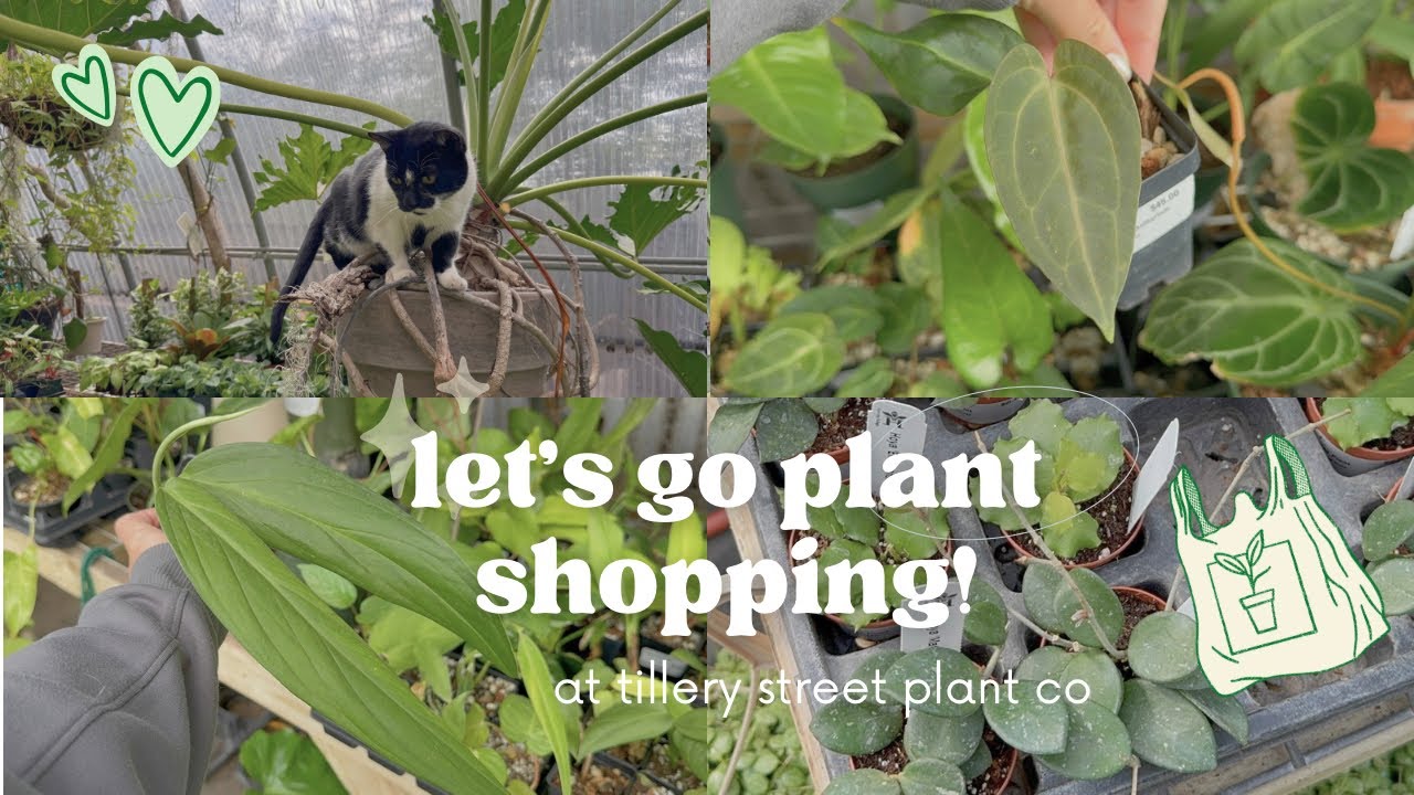Невероятный выбор на этой неделе в Tillery Street Plant Co. с участием пушистых друзей 🐱🖤🤍