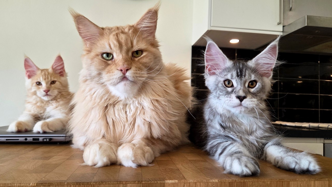 Uncle Buster Acts Cool... Until Kittens Show Up!