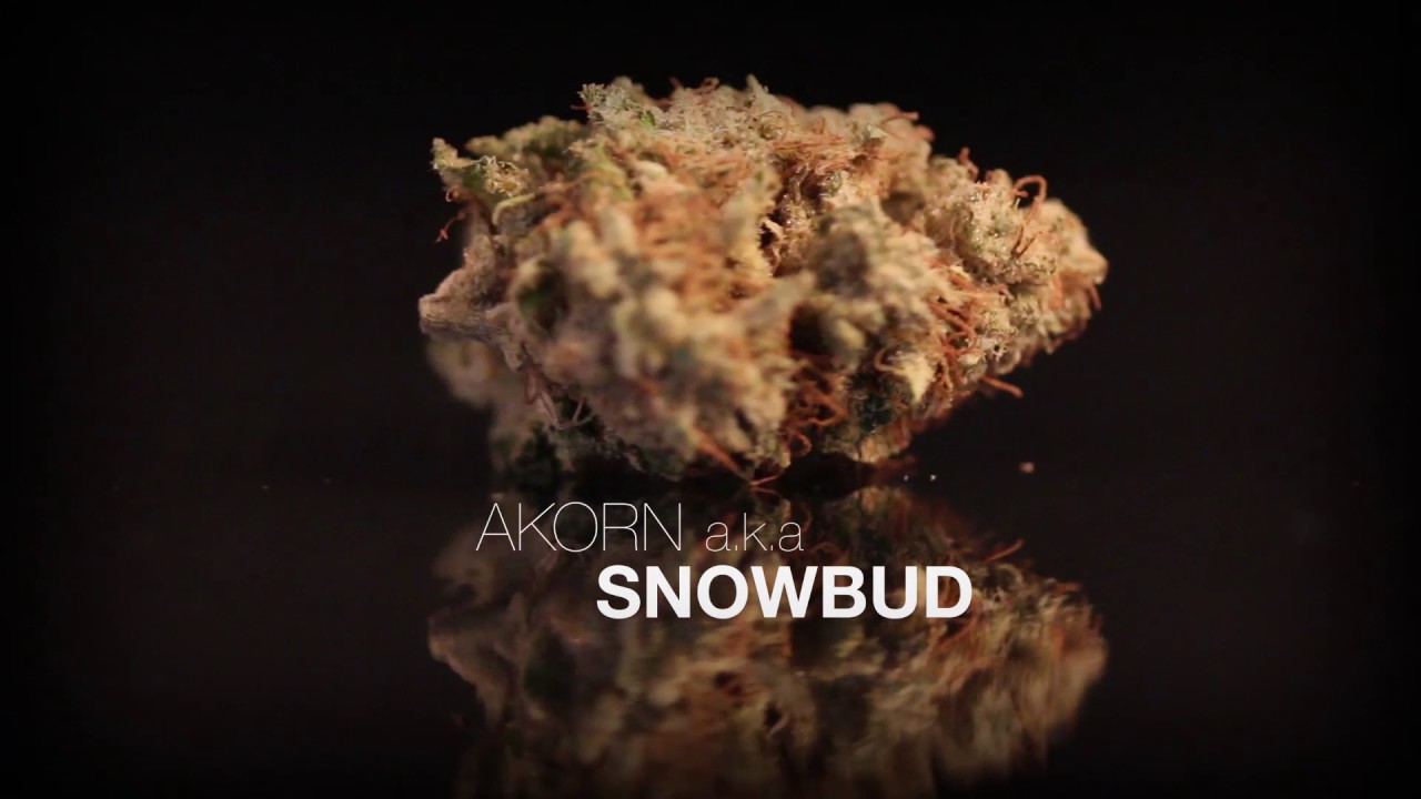Akorn a.k.a. Snowbud DRY
