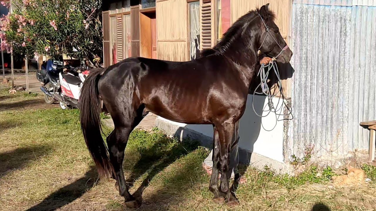 THE ARRIVAL OF TWO LARGE HORSES READY FOR SALE AT THE HORSE MARKET | HORSE SALES BUSINESS