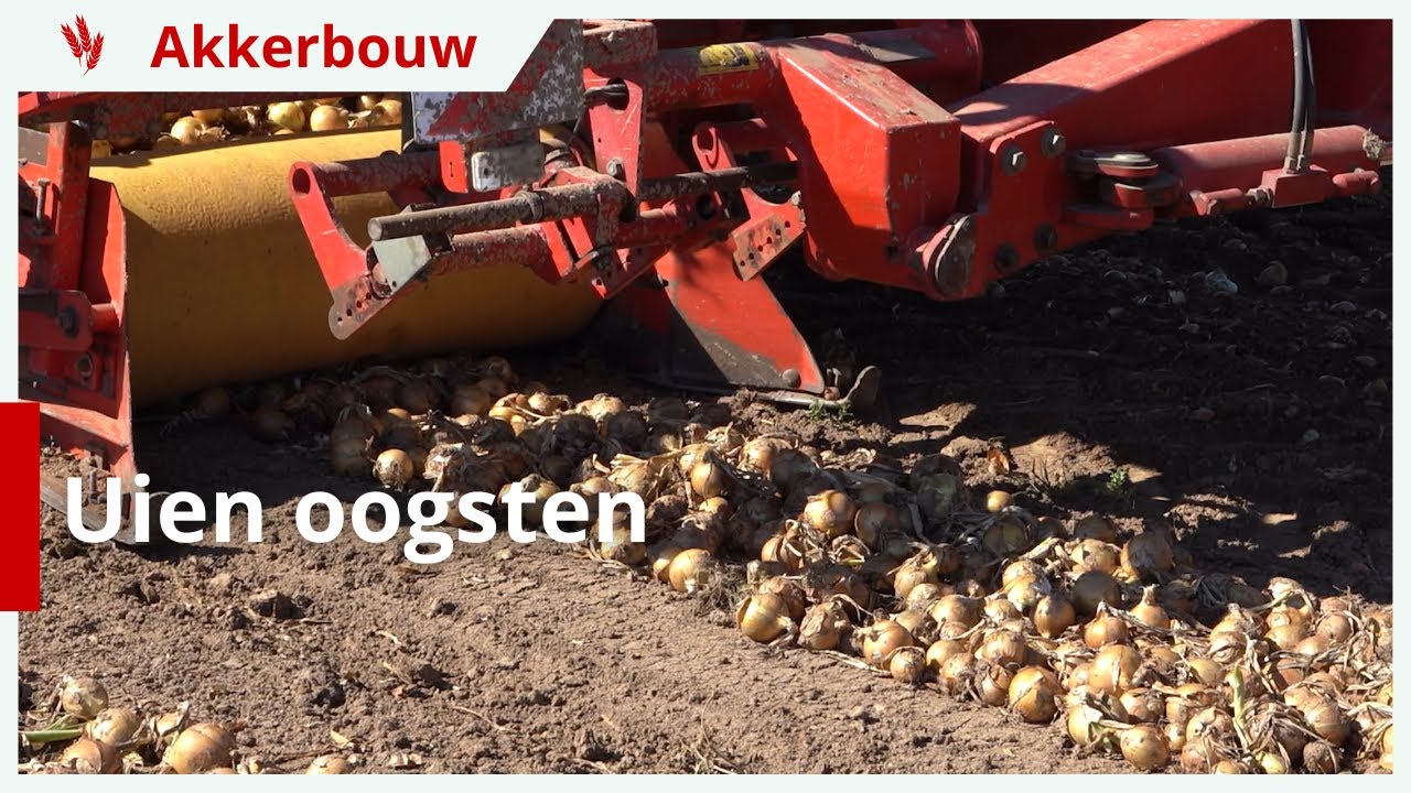 Uienoogst in de Ooijpolder