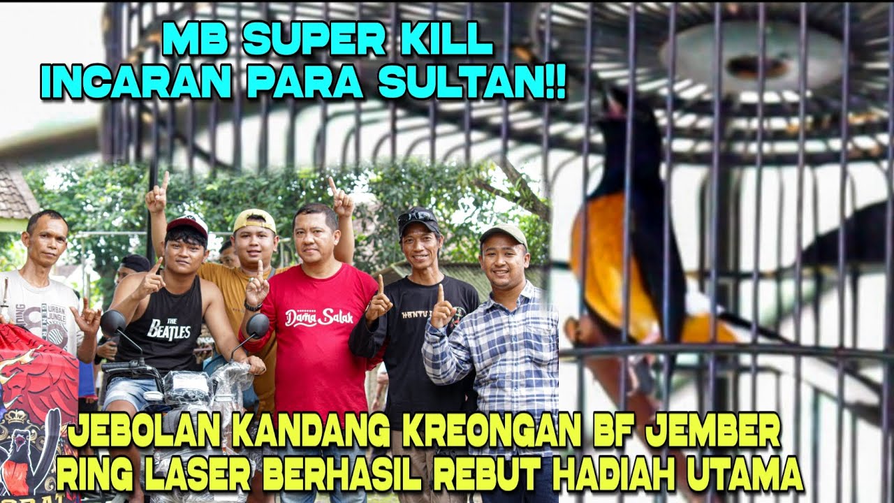 Mutlak 4 Bendera Merah‼️AKSI MB SUPER KILL Jebolan Kandang KREONGAN BF Jember 