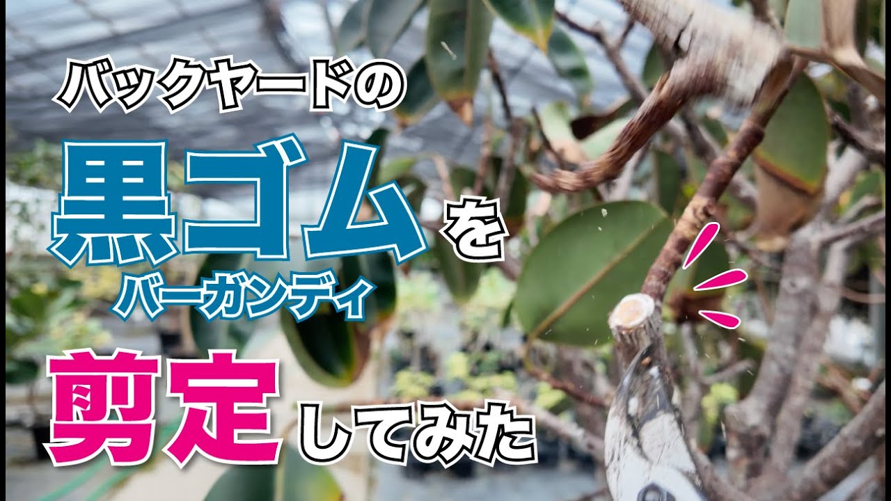 バックヤードの黒ゴム（バーガンディ）を剪定してみた