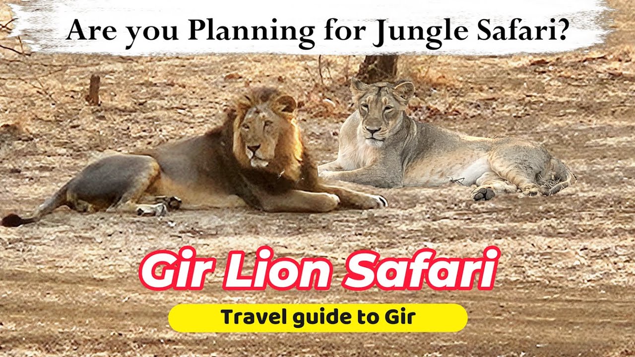 The only Lion Safari in India | Sasan Gir | Devaliya Lion Safari | Saurashtra Road Trip