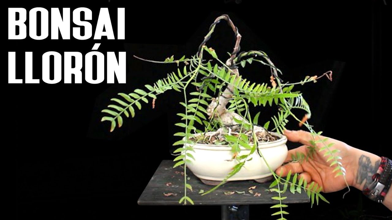 Bonsai estilo llor&oacute;n - schinus molle