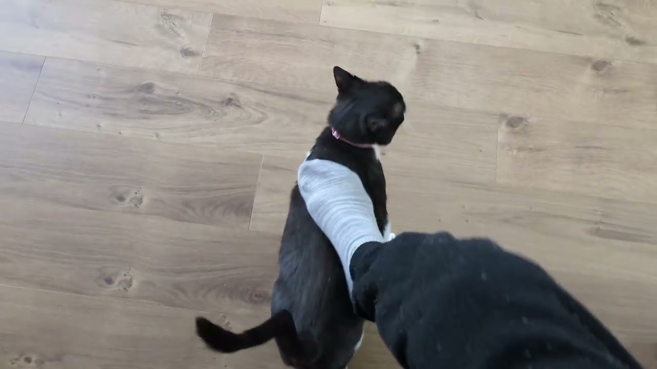 ぽこちんにおびえるはなちゃん