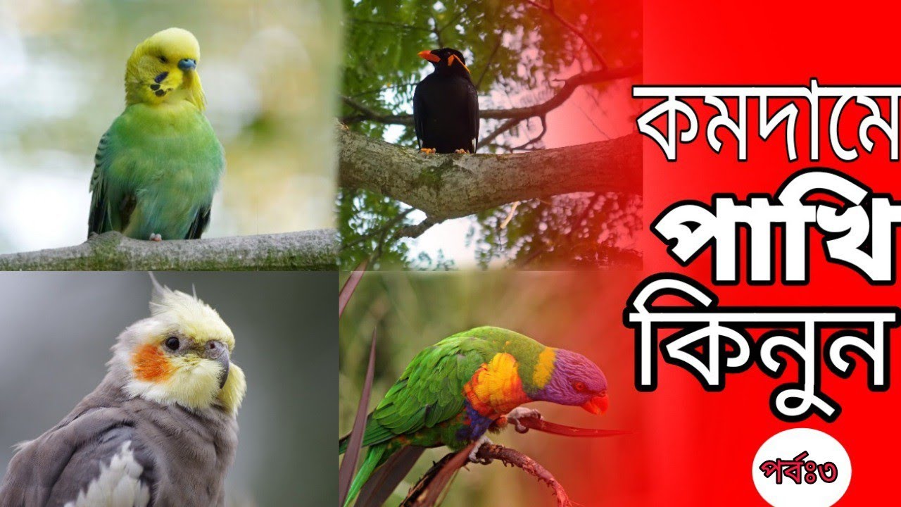 চট্টগামের সর্বত্র বৃহত্তম পশু ও পাখির মার্কেট।রিয়াজউদ্দীন বাজার  নূপুর মার্কেট পাখি গলি চট্টগ্রাম
