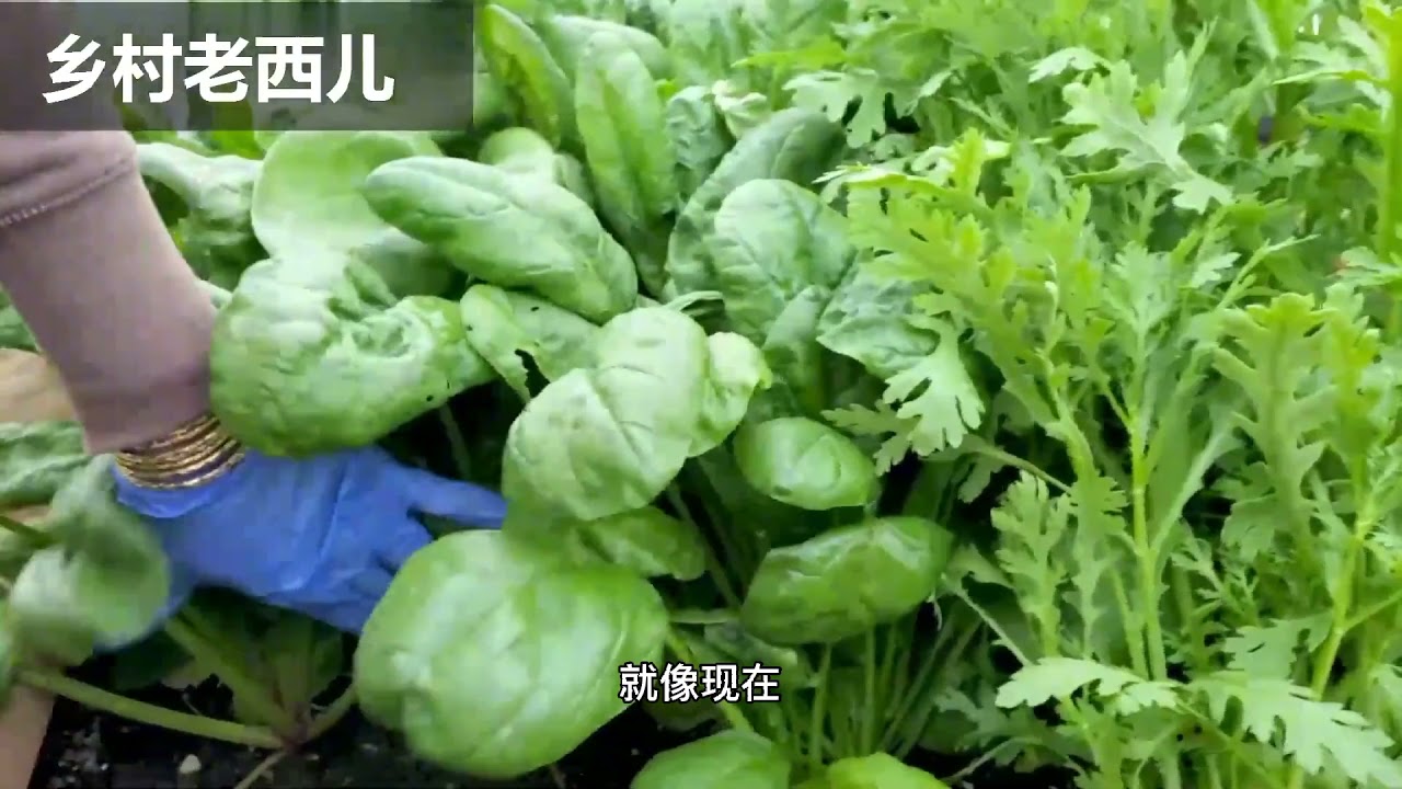 适合5月份种植的小叶茼蒿菜，好养又耐寒，撒子能反复采收2个月