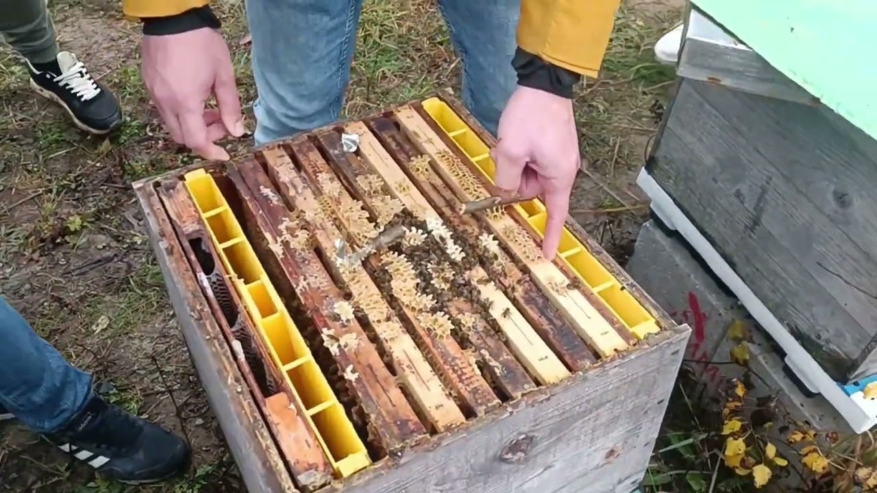 Hogyan húzodik fürtbe a kicsi és a nagy méhcsalád? Gyakorlat a Méhészetfejlesztő Programon.