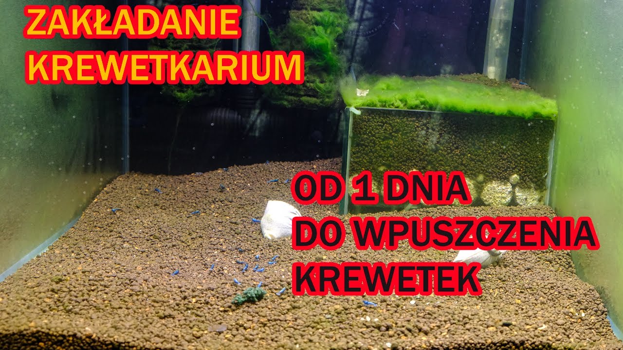 ZAKŁADNIE KREWETKARIUM - dla krewetek Caridina - WSZYSTKO CO WIEM