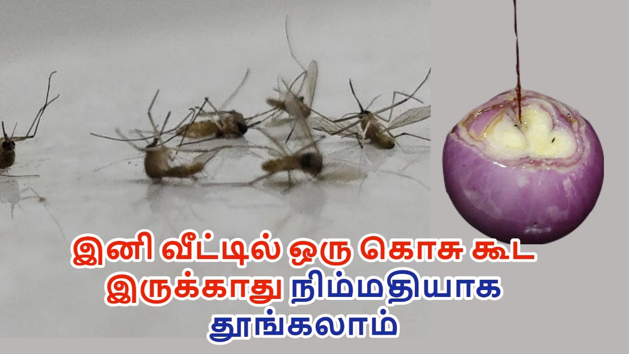 இனி கொசு தொல்லை இல்லை அருமையான ஐடியா | natural mosquitoes repellent | kosu thollai poga tips