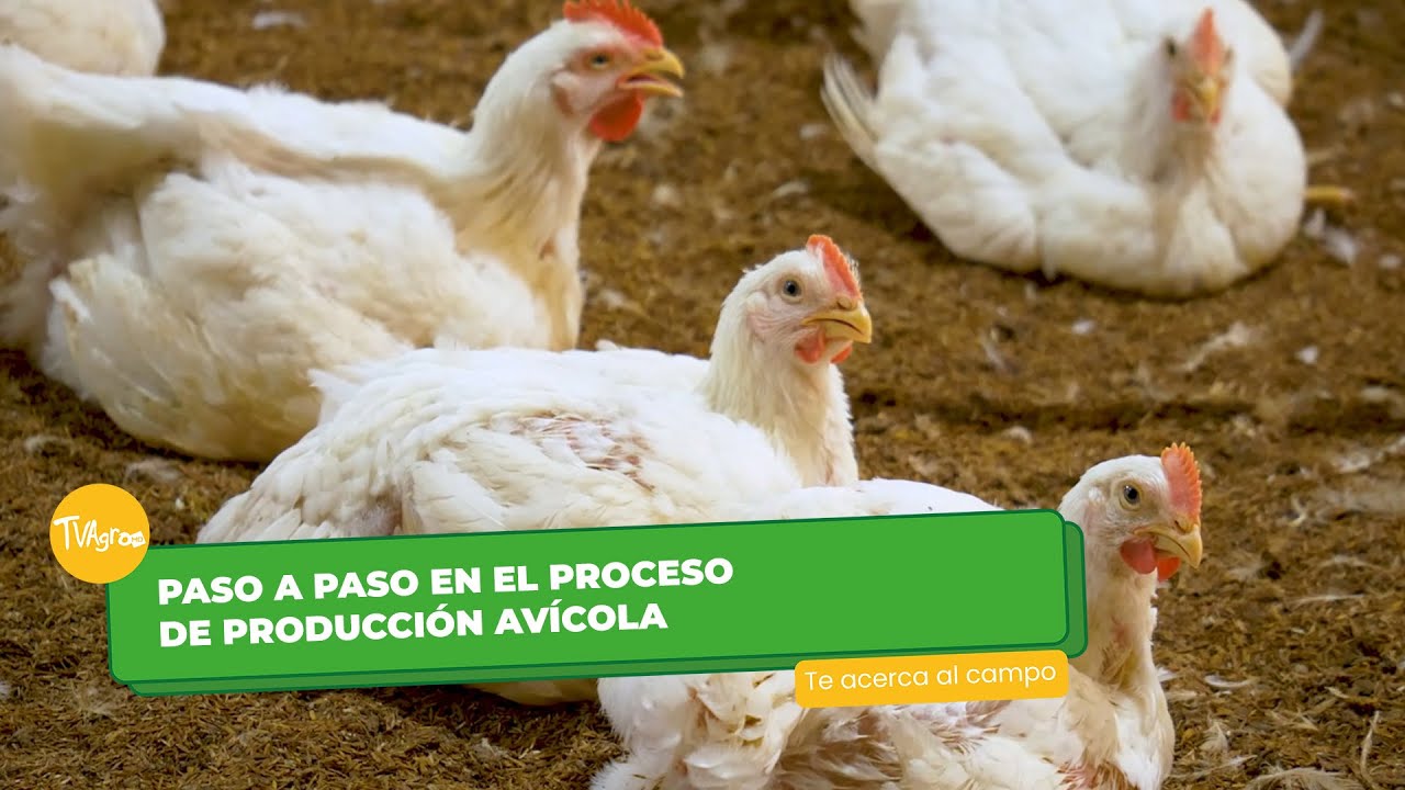 Paso a paso en el proceso de producción avícola  - TvAgro por Juan Gonzalo Angel Restrepo